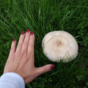 'tis the season for 'shroom!